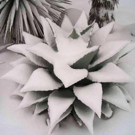 Nasiona Agawy Wieloryba - Agave Ovatifolia