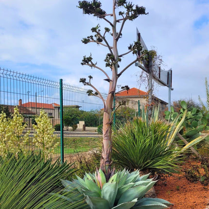 Nasiona Agawy Wieloryba - Agave Ovatifolia