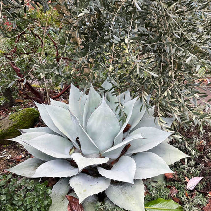 Nasiona Agawy Wieloryba - Agave Ovatifolia
