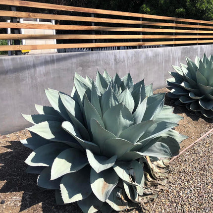 Nasiona Agawy Wieloryba - Agave Ovatifolia