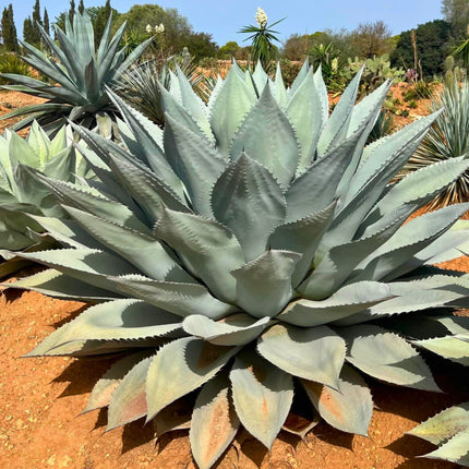Nasiona Agawy Wieloryba - Agave Ovatifolia