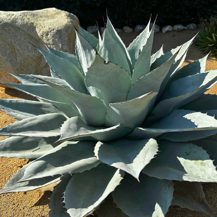 Nasiona Agawy Wieloryba - Agave Ovatifolia