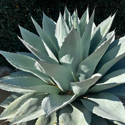 Nasiona Agawy Wieloryba - Agave Ovatifolia
