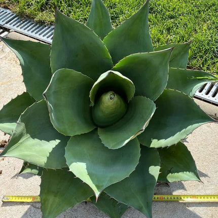 Nasiona Agawy Wieloryba - Agave Ovatifolia