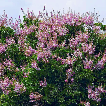 Nasiona Tajskiego Mirtu - Lagerstroemia Floribunda