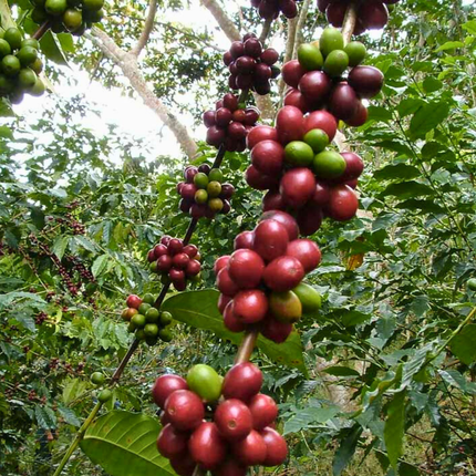 Nasiona Kawy Arabskiej 'Borbón' - Coffea Arabica 'Borbón'