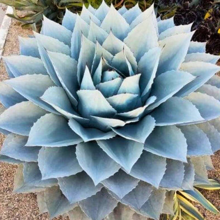 Nasiona Agawy Wieloryba - Agave Ovatifolia