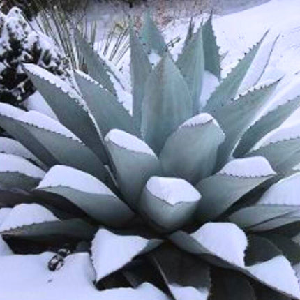 Nasiona Agawy Wieloryba - Agave Ovatifolia