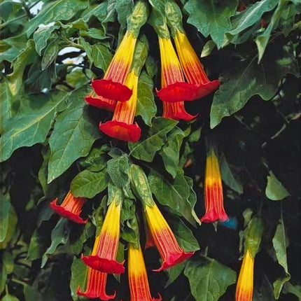 Nasiona Brugmansii Czerwonej - Brugmansia Sanguinea