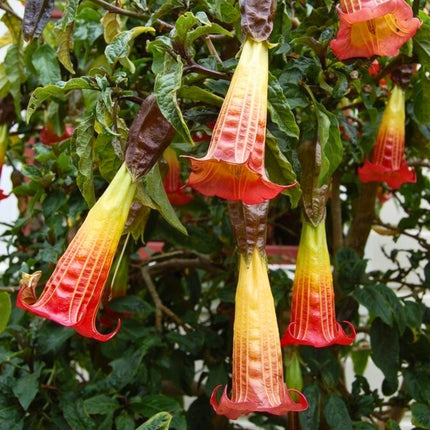 Nasiona Brugmansii Czerwonej - Brugmansia Sanguinea