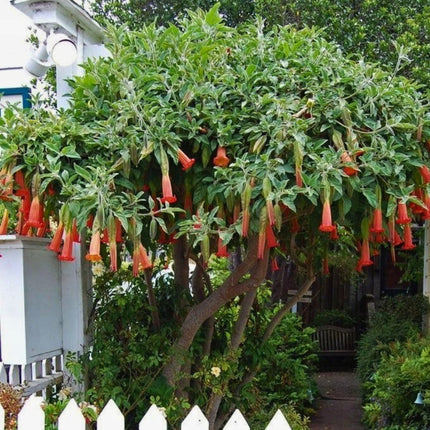 Nasiona Brugmansii Czerwonej - Brugmansia Sanguinea