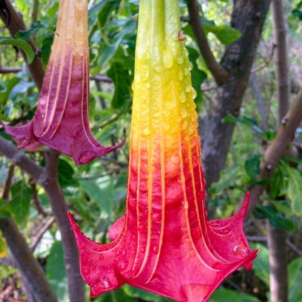 Nasiona Brugmansii Czerwonej - Brugmansia Sanguinea