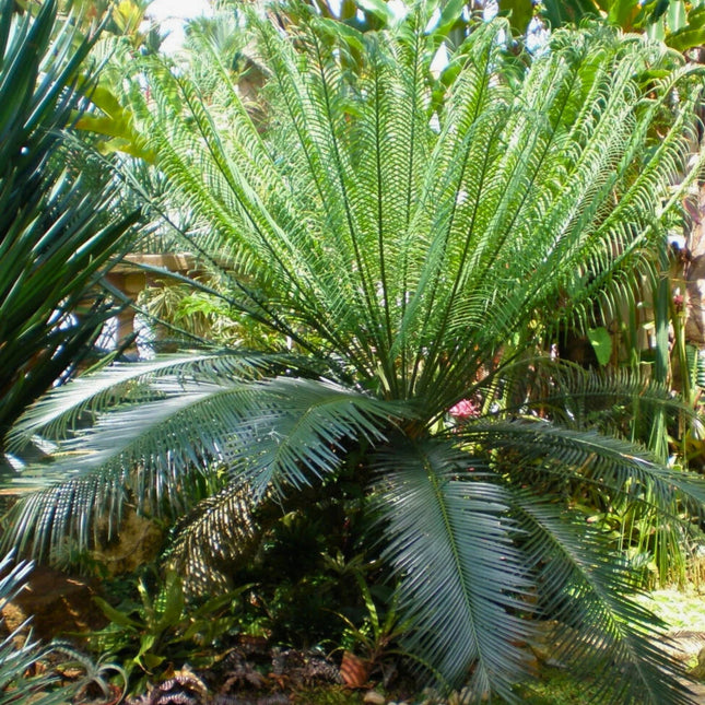 Nasiona Sagowca Górskiego - Cycas Clivicola