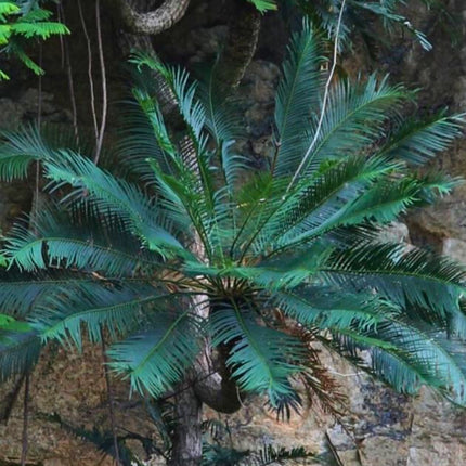 Nasiona Sagowca Górskiego - Cycas Clivicola