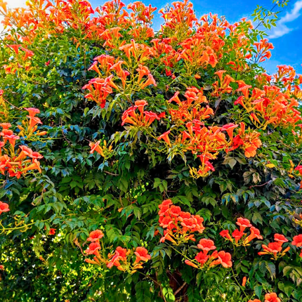 Nasiona Milinu Amerykańskiego - Campsis Radicans