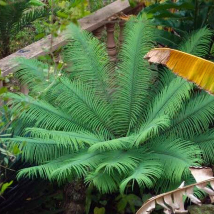 Nasiona Sagowca Górskiego - Cycas Clivicola