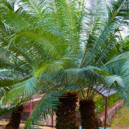 Nasiona Sagowca Górskiego - Cycas Clivicola