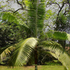Nasiona Palmy Pluszowej (Dypsis leptocheilos)