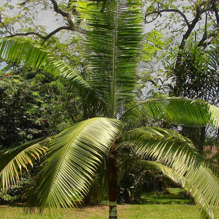 Nasiona Palmy Pluszowej - Dypsis Leptocheilos