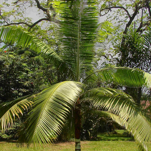 Nasiona Palmy Pluszowej - Dypsis Leptocheilos