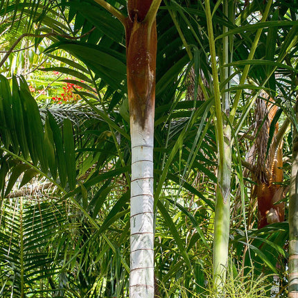 Nasiona Palmy Pluszowej - Dypsis Leptocheilos