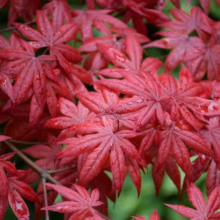 Nasiona Klonu Palmowego Czerwonolisnego - Acer Palmatum 'Atropurpureum'