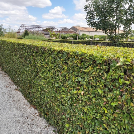 Nasiona Liścia Laurowego – Laurus Nobilis