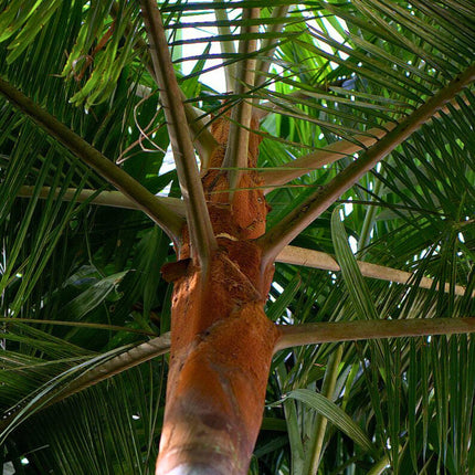 Nasiona Palmy Pluszowej - Dypsis Leptocheilos