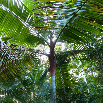 Nasiona Palmy Pluszowej - Dypsis Leptocheilos