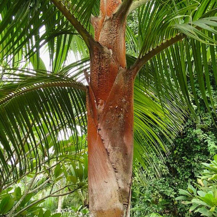 Nasiona Palmy Pluszowej - Dypsis Leptocheilos