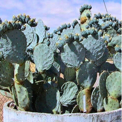 Nasiona Niebieskiego Kaktusa Kołowego - Opuntia Robusta