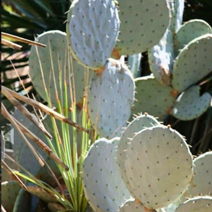 Nasiona Niebieskiego Kaktusa Kołowego - Opuntia Robusta