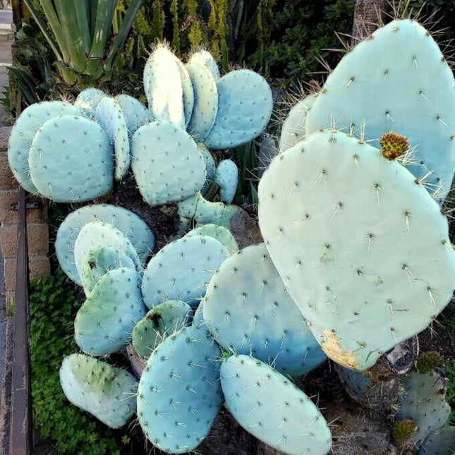 Nasiona Niebieskiego Kaktusa Kołowego - Opuntia Robusta