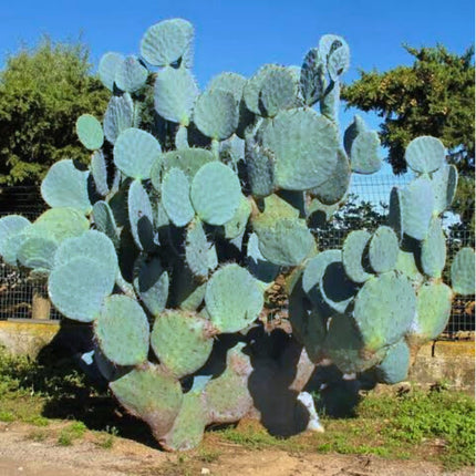 Nasiona Niebieskiego Kaktusa Kołowego - Opuntia Robusta