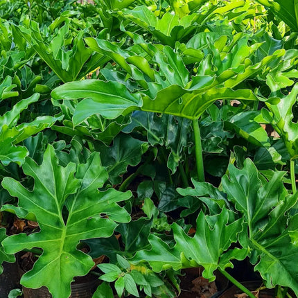 Nasiona Filodendronu Selloum - Philodendron Bipinnatifidum