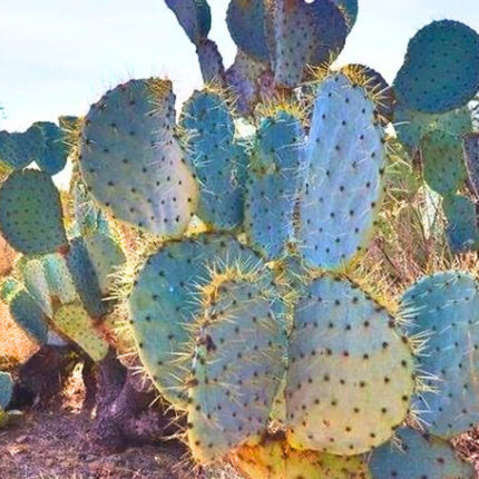 Nasiona Niebieskiego Kaktusa Kołowego - Opuntia Robusta