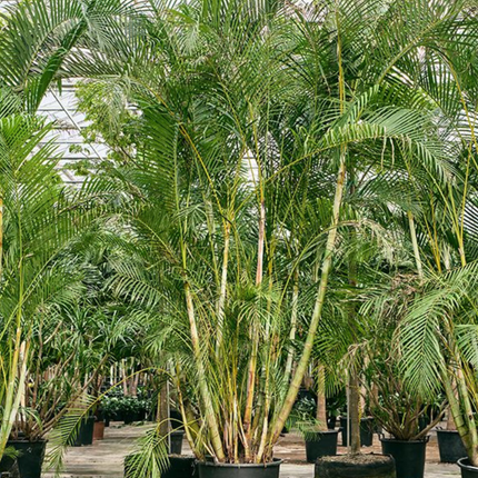 Nasiona Palmy Areki - Dypsis Lutescens