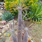 Nasiona Palmy Madagaskaru (Pachypodium geayi)