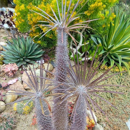 Nasiona Palmy Madagaskaru - Pachypodium Geayi
