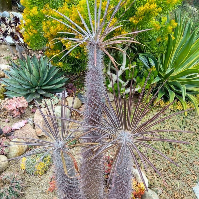 Nasiona Palmy Madagaskaru - Pachypodium Geayi