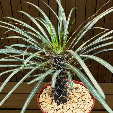Nasiona Palmy Madagaskaru - Pachypodium Geayi
