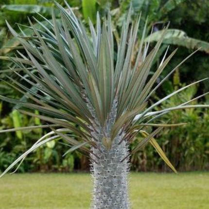 Nasiona Palmy Madagaskaru - Pachypodium Geayi