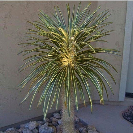 Nasiona Palmy Madagaskaru - Pachypodium Geayi