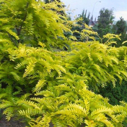 Nasiona Glediczji Trójcierniowej - Gleditsia Triacanthos