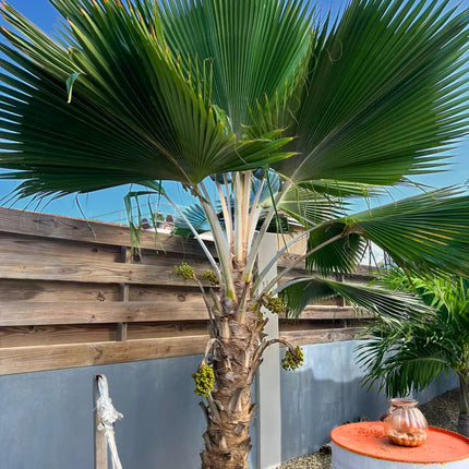 Nasiona Palmy Fiji - Pritchardia Pacifica