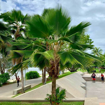 Nasiona Palmy Fiji - Pritchardia Pacifica