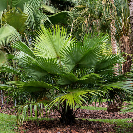 Nasiona Liwistonii Jenkinsiana - Livistona Jenkinsiana