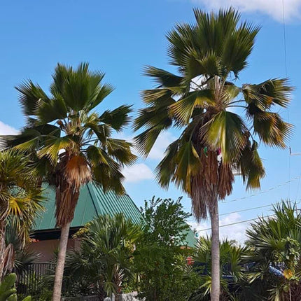 Nasiona Palmy Fiji - Pritchardia Pacifica