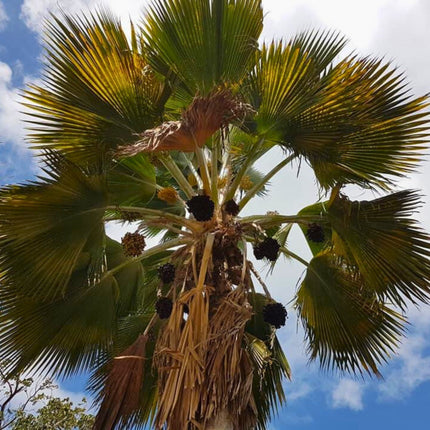 Nasiona Palmy Fiji - Pritchardia Pacifica