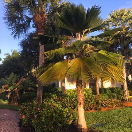Nasiona Palmy Fiji - Pritchardia Pacifica